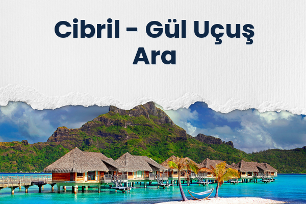 Cibril → Gül Uçuş Ara