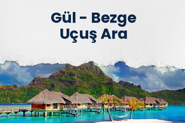 Gül → Bezge Uçuş Ara