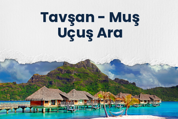 Tavşan → Muş Uçuş Ara
