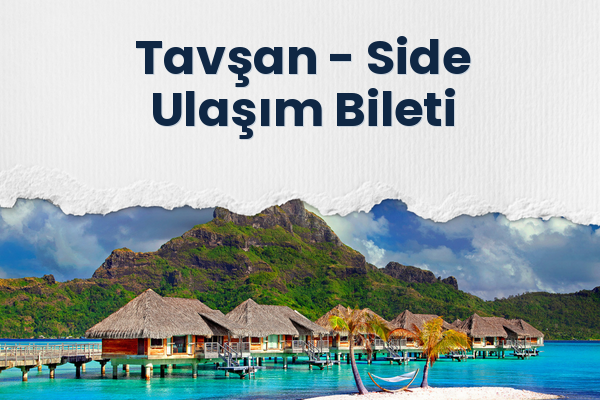 Tavşan → Side Ulaşım Bileti